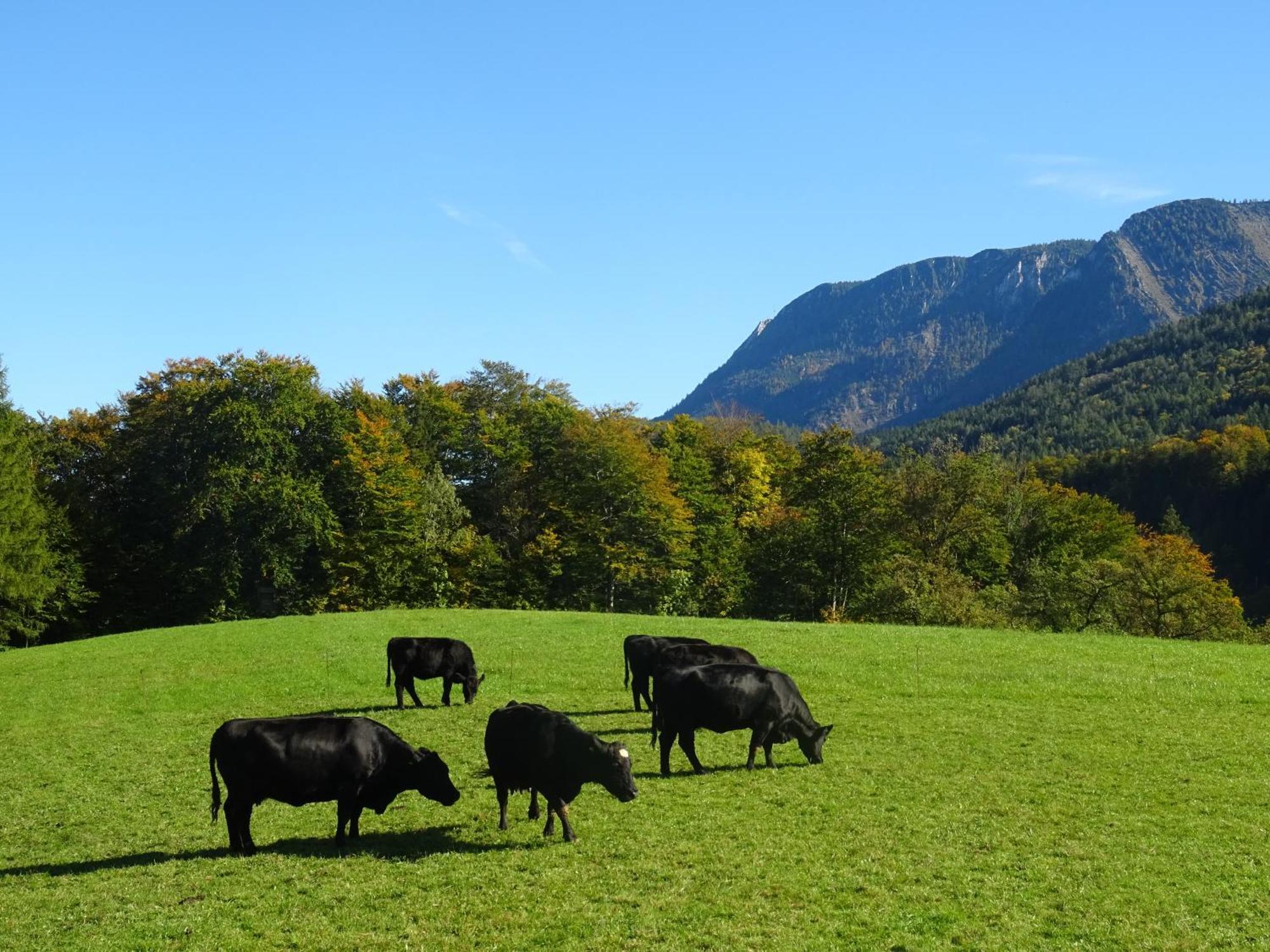 Bio Bauernhof Eggerhof Villa Strobl Buitenkant foto